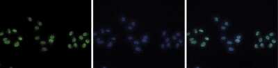 Immunocytochemistry/ Immunofluorescence: Histone H4 [Methyl Lys20] Antibody [NBP2-59258]